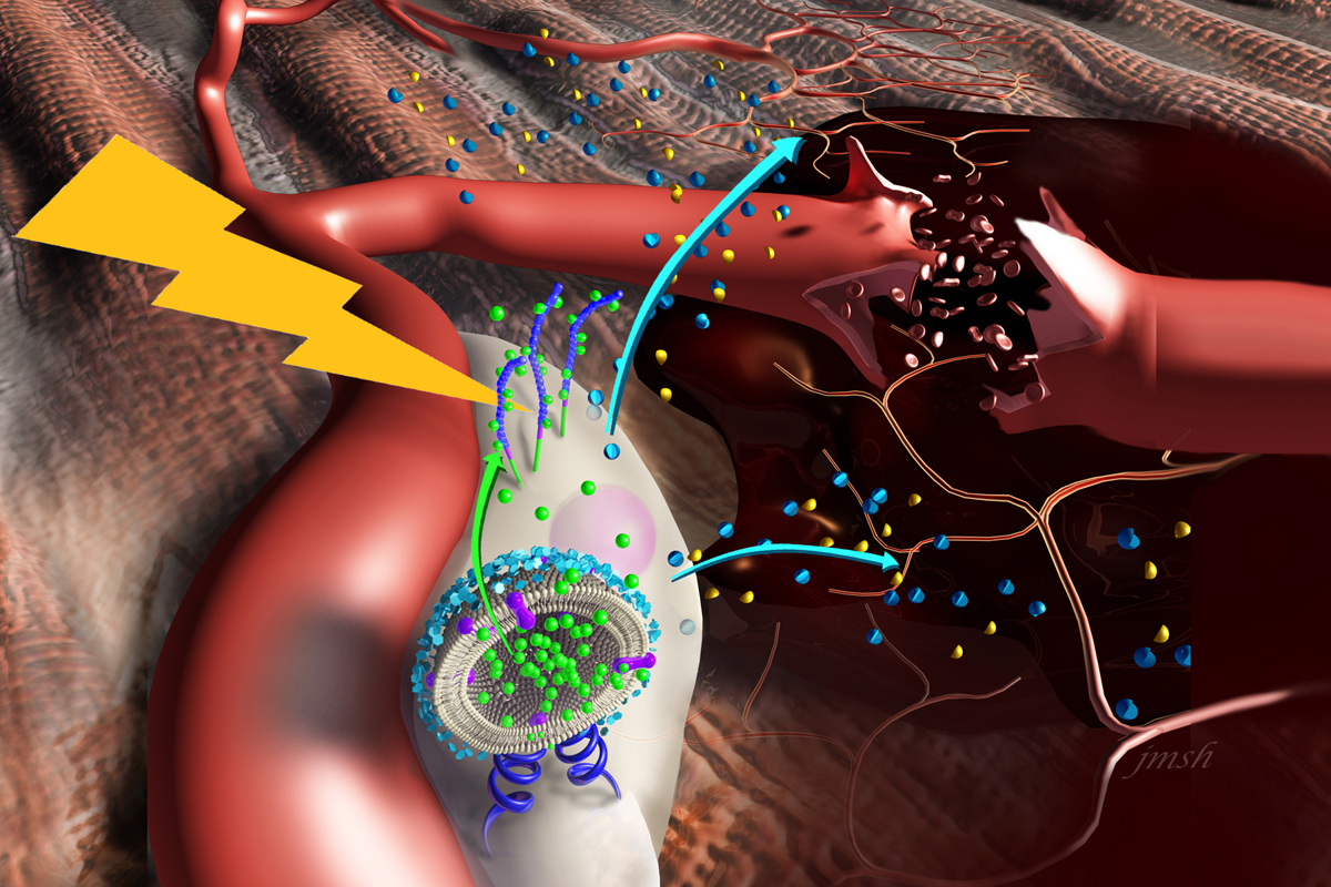 Nanostimulators bind to the surface of stem cells, delivering agents that spur the cells to release factors that promote blood vessel growth and modulate inflammation in damaged muscle. @ Janet Sinn-Hanlon, Veterinary Medicine at Illinois