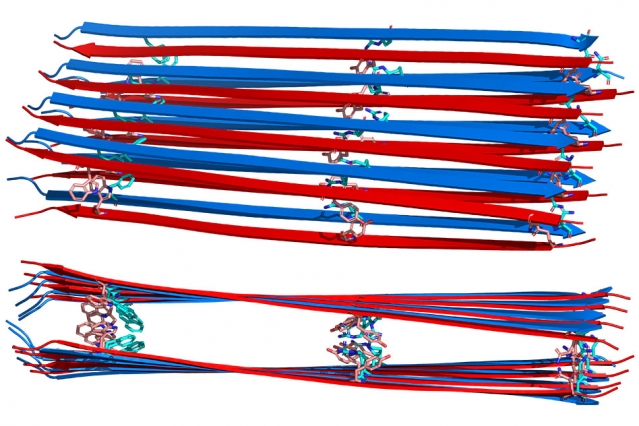 MIT chemists have determined the structure of the amyloid fibers formed by the hormone glucagon when it is dissolved in liquid. Each fibril is made of sheets of peptides that run antiparallel to each other. @ MIT