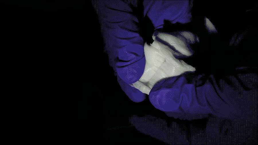 Peeling apart gelatin fibers produced by immersion rotary jet spinning. These fibers mimic long, thin muscle fibers. @ Harvard University
