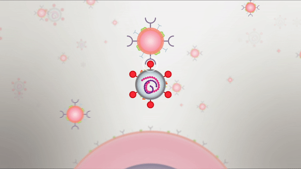 Nanoparticles cloaked in human lung cell membranes and human immune cell membranes can attract and neutralize the SARS-CoV-2 virus in cell culture, causing the virus to lose its ability to hijack host cells and reproduce. The UC San Diego researchers call their nano-scale particles "nanosponges" because they soak up harmful pathogens and toxins. @ David Baillot/University of California San Diego