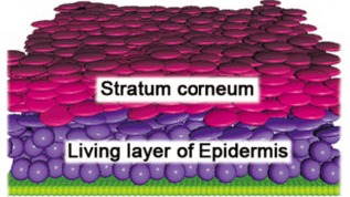 3D human epidermal equivalent created using math @ Kumamoto J. et al., Scientific Reports, December 20, 2018