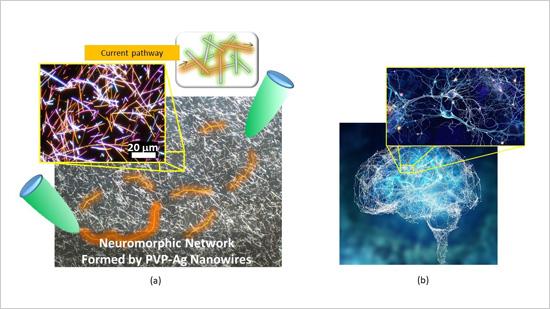 (a) Micrograph of the neuromorphic network fabricated by this research team. The network contains of numerous junctions between nanowires, which operate as synaptic elements. (b) A Human brain and one of its neuronal networks. @ NIMS
