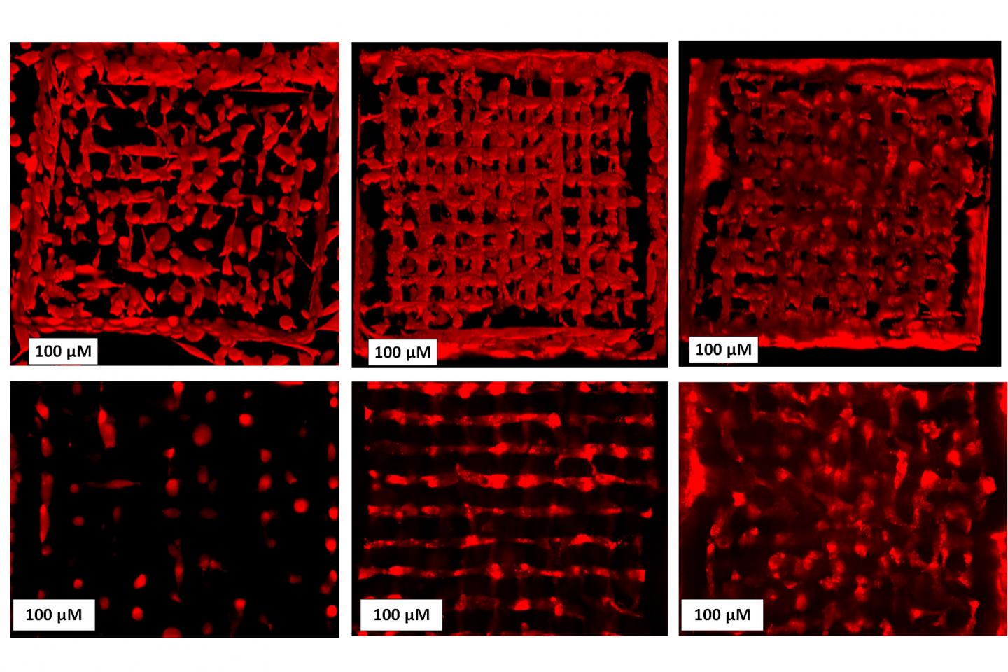 Cells spreading in a 3D scaffold -- from left to right: week 1, week 3 week 5. Top: 3D setup, bottom: one layer only. @ TU Wien