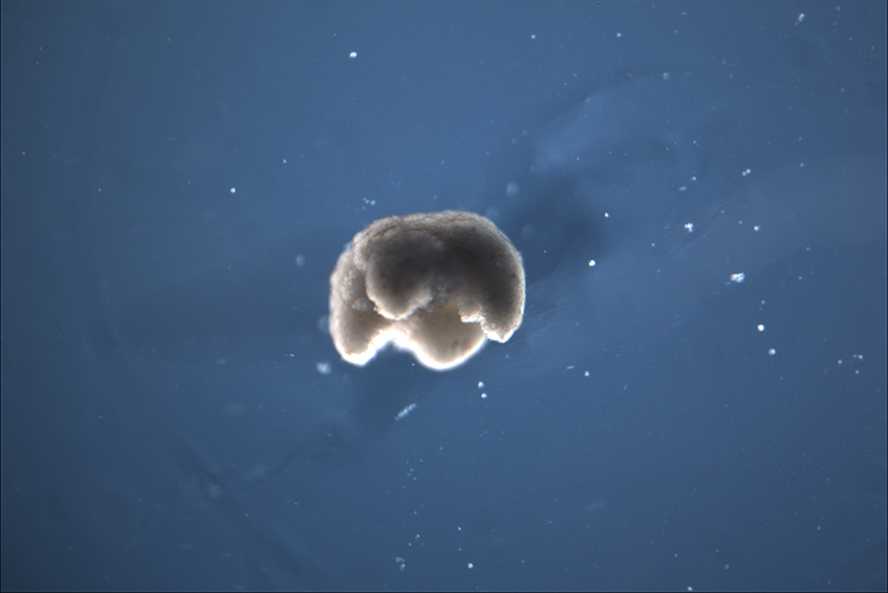 A manufactured quadruped organism, 650-750 microns in diameter—a bit smaller than a pinhead. @ Douglas Blackiston, Tufts University.