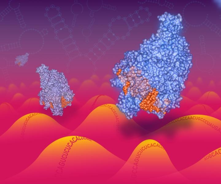 Cas13 enzymes traveling along a RNA landscape @ NYGC
