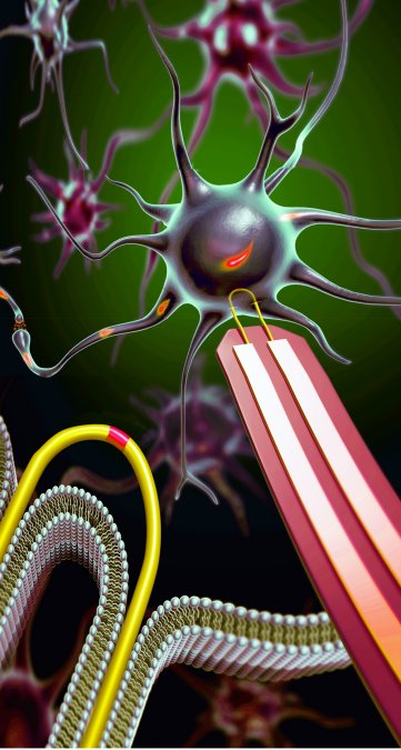 U-shaped nanowires can record electrical chatter inside a brain or heart cell without causing any damage. The devices are 100 times smaller than their biggest competitors, which kill a cell after recording. @: Lieber Group, Harvard University
