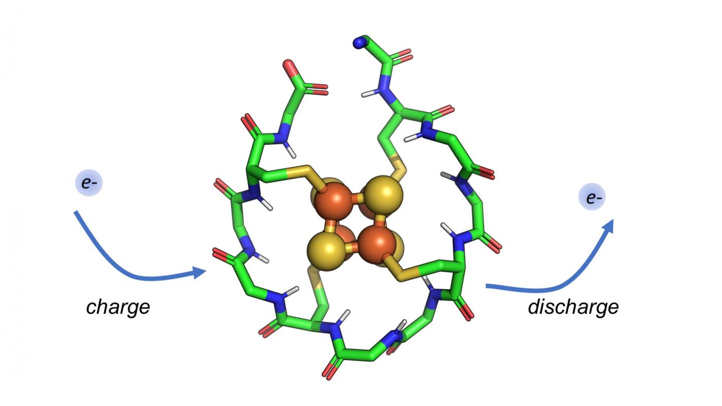 Researchers have designed a synthetic small protein that wraps around a metal core composed of iron and sulfur. This protein can be repeatedly charged and discharged, allowing it to shuttle electrons within a cell. Such peptides may have existed at the dawn of life, moving electrons in early metabolic cycles. @ Vikas Nanda/Rutgers University-New Brunswick