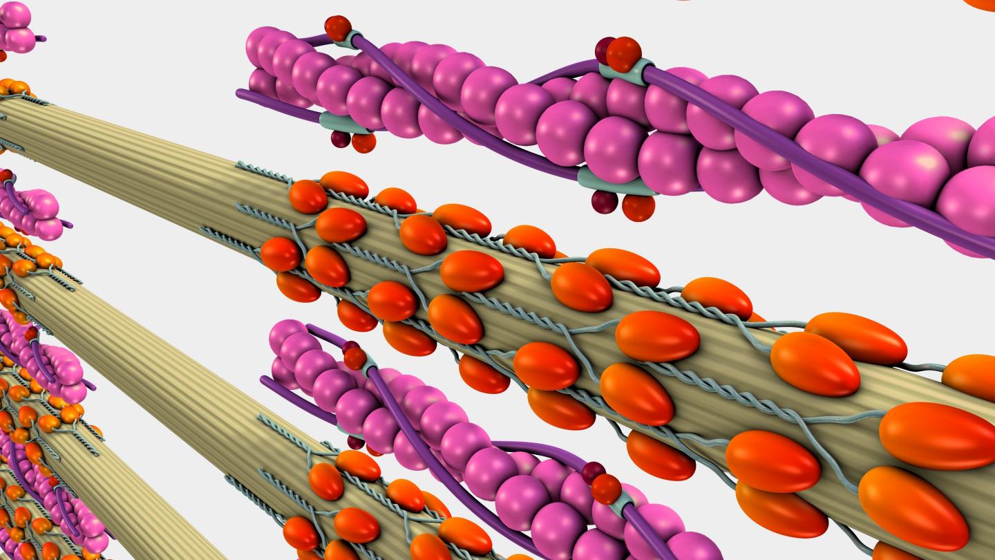 Army researchers are on a mission to understand the value of the molecular 'living' functionality of muscle, and the fundamental mechanics that would need to be replicated in order to artificially achieve the capabilities arising from the proteins responsible for muscle contraction. @ US Army-Shutterstock