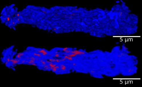X-Ray images of a SBA-15 particle. The upper figure shows the surface of the particle. The lower figure shows the particle as transparent with the vaccine inside (red color) @ University of Copenhagen