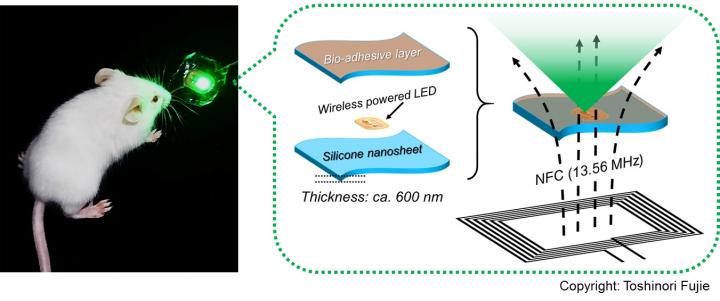 The newly-developed, bioadhesive, wirelessly-powered implant. @ Courtesy of Dr. Toshinori Fujie, Waseda University