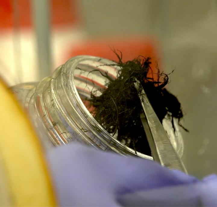 Researchers at Texas Heart Institute and Rice University have confirmed that flexible, conductive fibers made of carbon nanotubes can bridge damaged tissue to deliver electrical signals and keep hearts beating despite congestive heart failure or dilated cardiomyopathy or after a heart attack. @ Texas Heart Institute