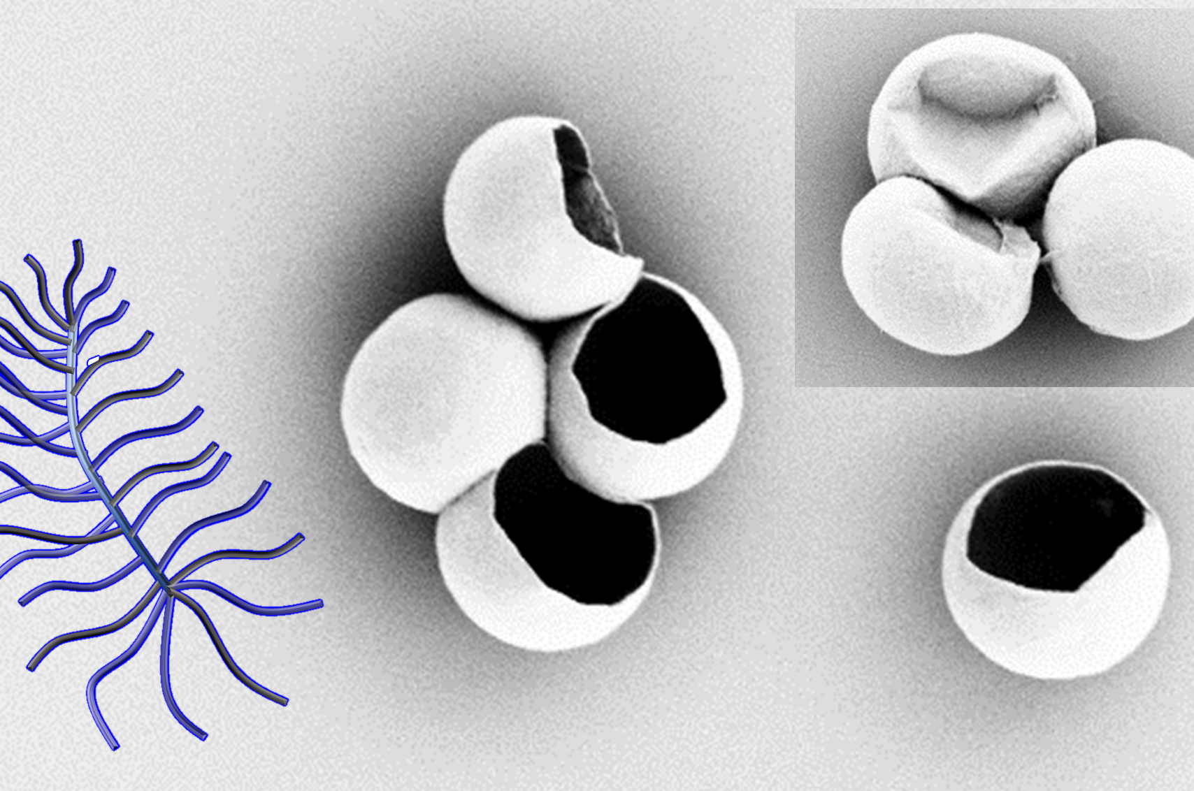 By adding more polymer "bristles" to bottle brush polymers (left), researchers have discovered a way to initiate and pause the self-assembly of crystals from solution. The crystals could one day be used to encapsulate medicine for targeted drug therapies. @ Drexel's College of Engineering