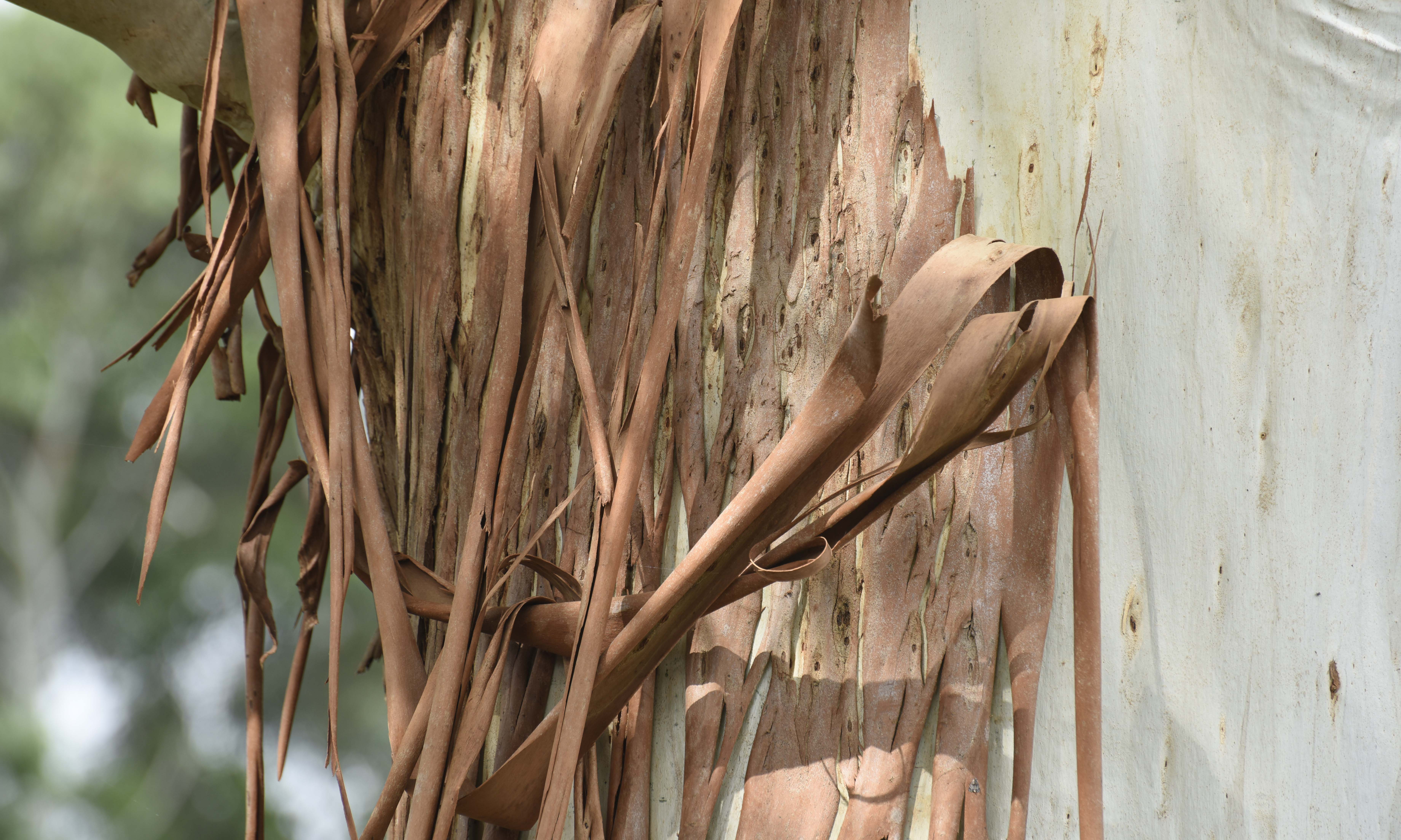 Eucalyptus bark extract has never been used to synthesise graphene sheets before. @ RMIT