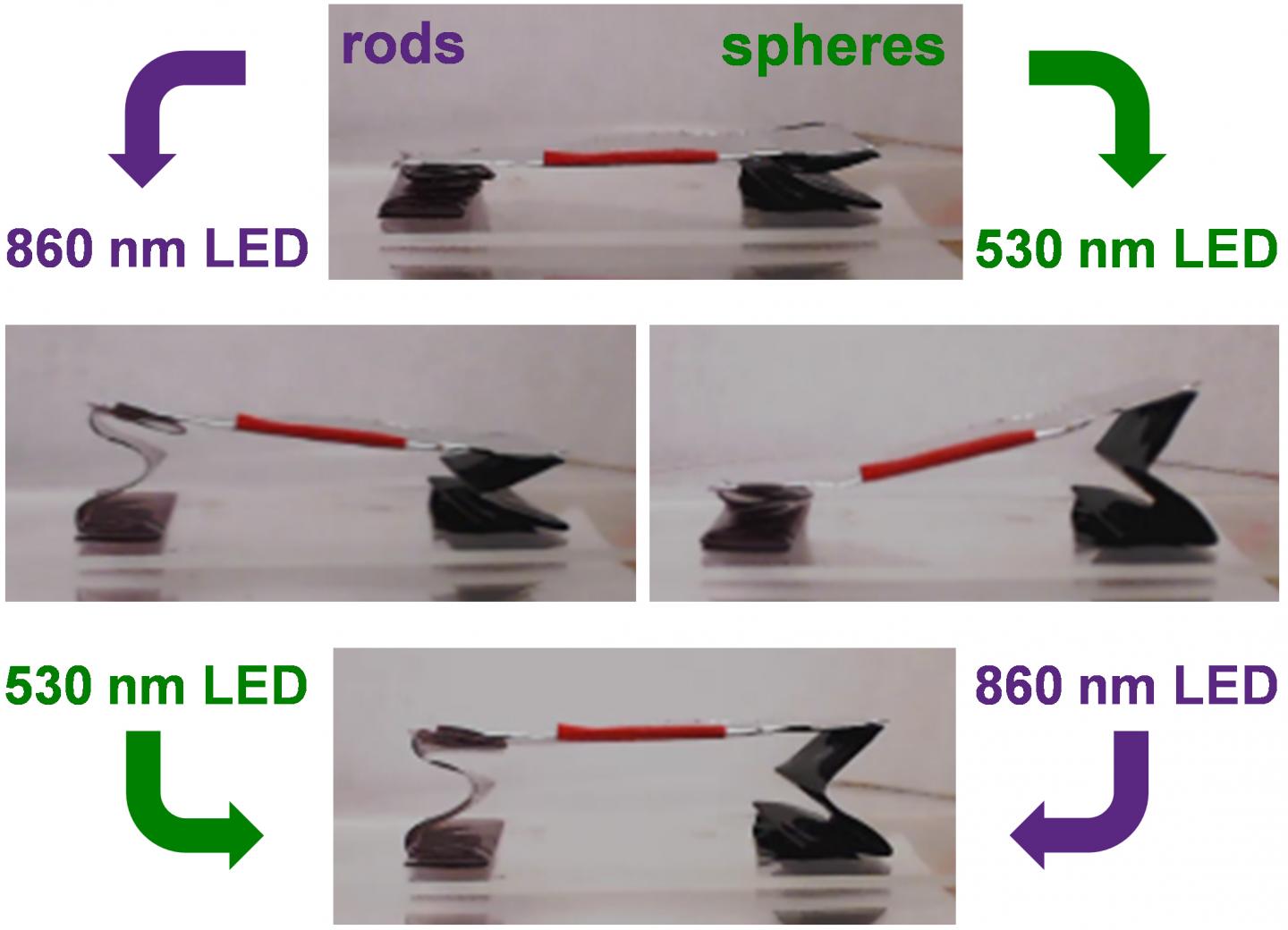 A wavelength-controlled stage with accordion legs containing gold nanorods (left) and gold nanospheres (right). The sequence of illumination by light-emitting diodes (LEDs) positioned next to each leg (not shown in photographs) remotely controls the tilt angle and height of the stage. @ Sumeet Mishra