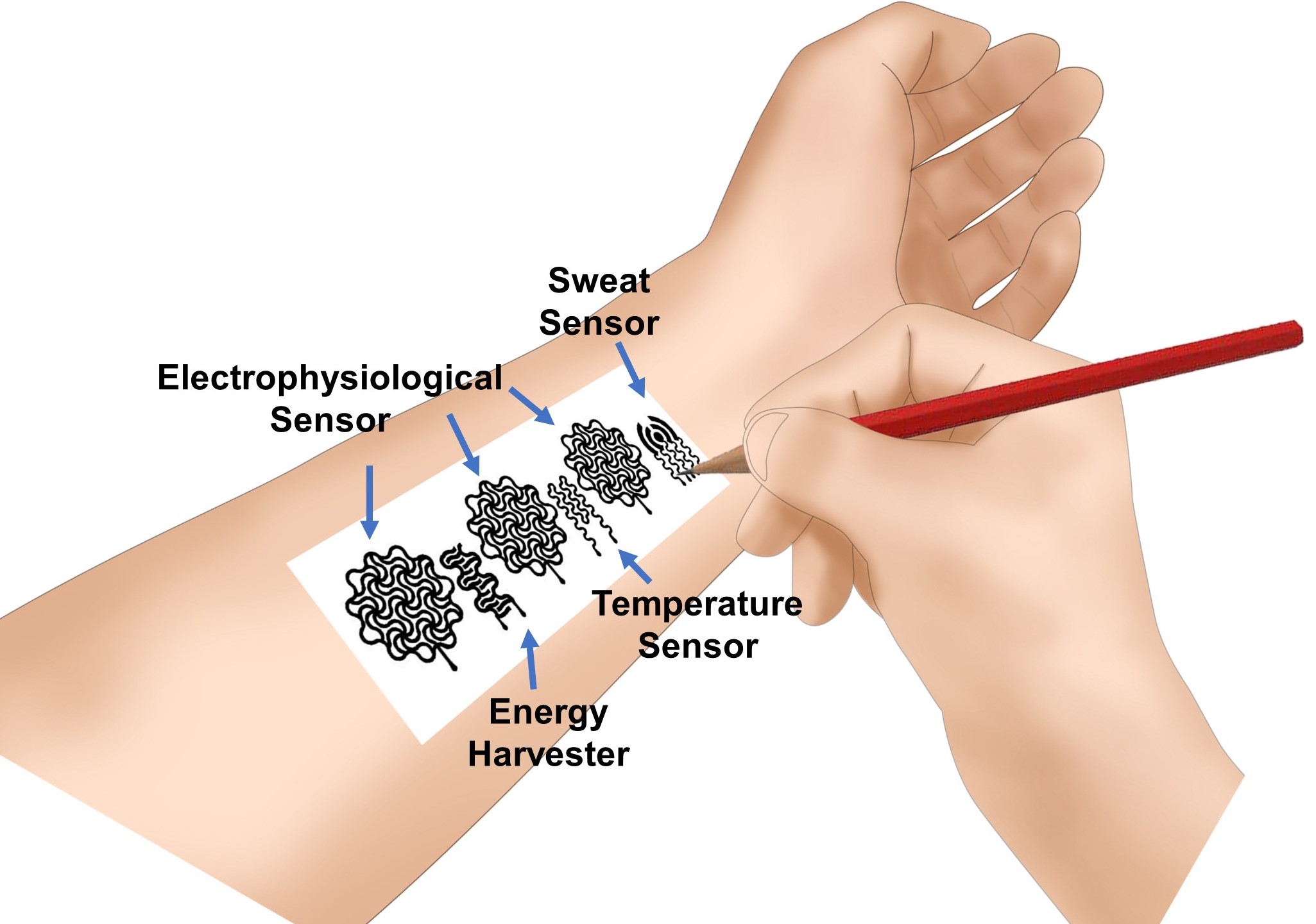 One day, people could monitor their own health conditions by simply picking up a pencil and drawing a bioelectronic device on their skin. In a new study, University of Missouri engineers demonstrated that the simple combination of pencils and paper could be used to create devices that might be used to monitor personal health. @ University of Missouri
