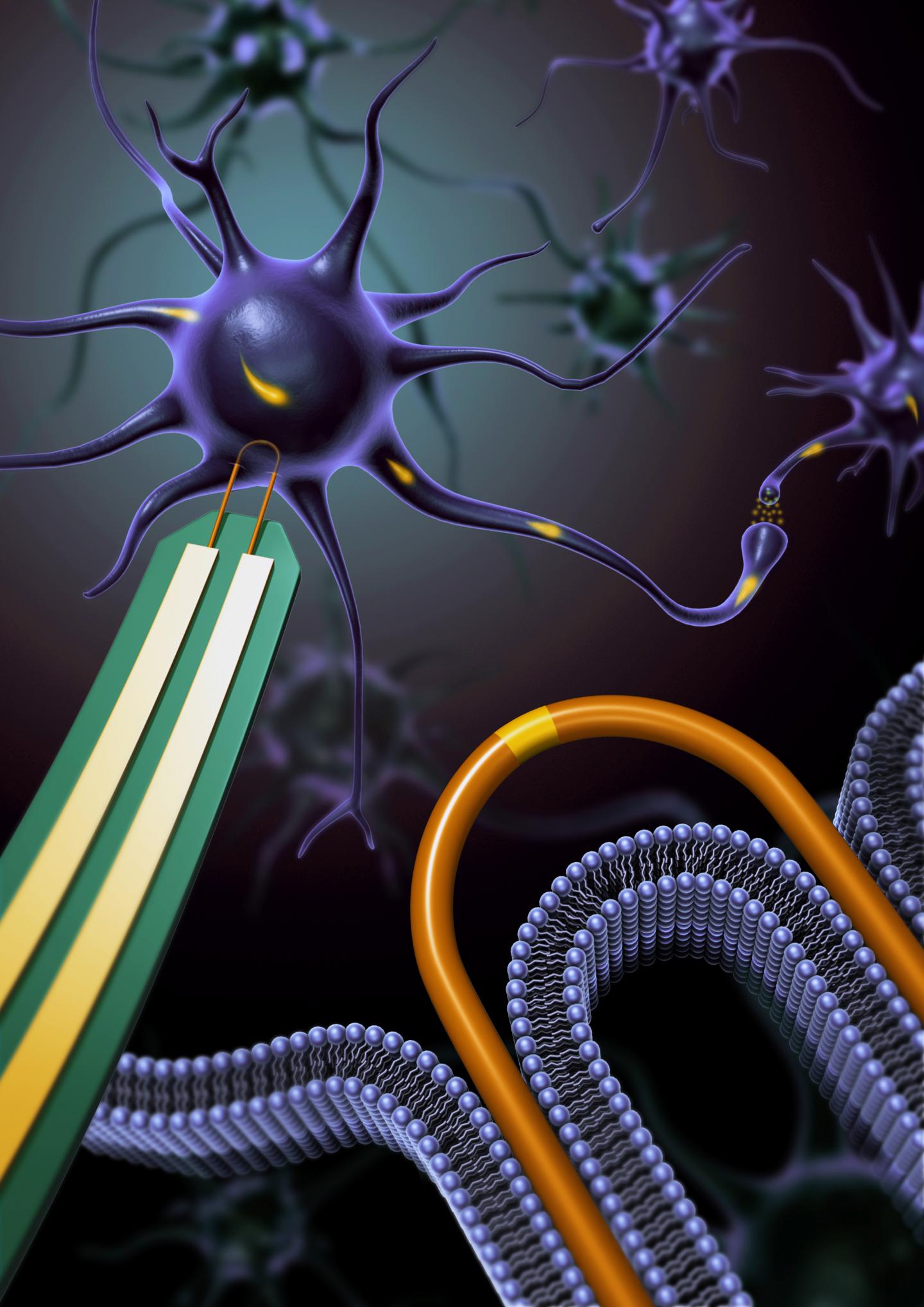 U-shaped nanowires can record electrical chatter inside a brain or heart cell without causing any damage. The devices are 100 times smaller than their biggest competitors, which kill a cell after recording. @ Lieber Group, Harvard University