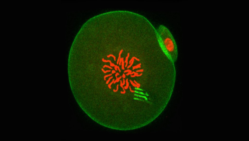 Fluorescence of an embryo containing a nanodevice. At this point in development, the embryo chromosomes (which appear red in the centre) are preparing to separate during the first cell division. The device prongs can be seen fluorescing green, with green-fluorescing actin around the periphery. @ Professor Tony Perry