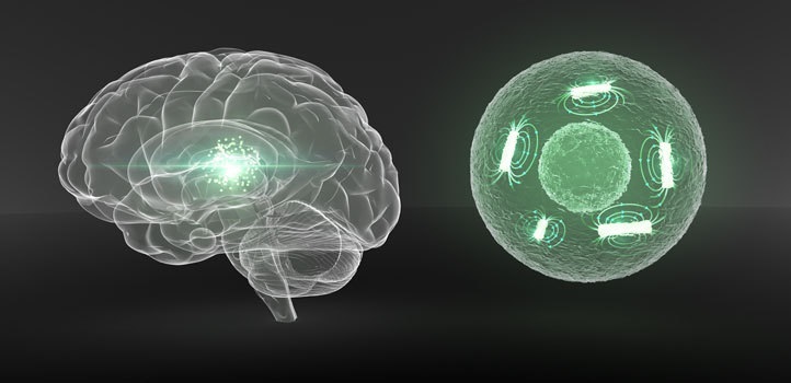 Labeled cells could be tracked either in cell cultures or once injected into a living animal. © 2020 KAUST
