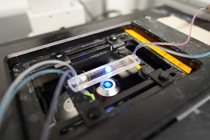 A new microfluidics device developed at U of T is capable of sorting one billion cells per hour based on their molecular makeup, vastly accelerating the discovery of new drug targets in cells (Photo courtesy of the Kelley lab). @ Kelley lab at U of T
