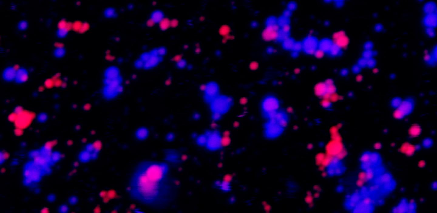 A two-color fluorescence microscopy image shows liquid droplets made from an arginine-rich protein and a purine-rich RNA. The blue and red droplets are made from the same materials (both protein and RNA), but tagged with different dyes to aid visualization. In many places, the droplets -- floating freely in a solution -- coexist but don't mix. @ Ibraheem Alshareedah / Priya Banerjee Laboratory