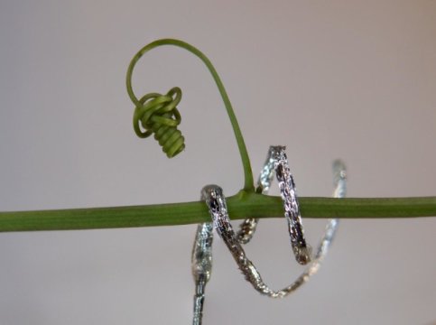 The tendril-like soft robot is able to curl around Passiflora caerulea plant stalk. It is able to curl and climb, using the same physical principles determining water transport in plants. @ IIT