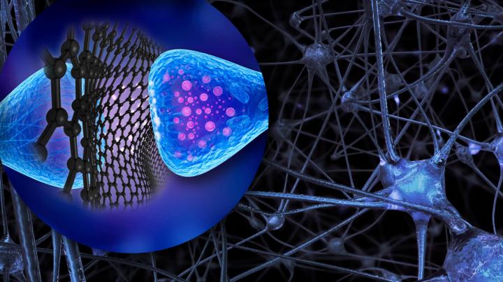 Selective, safe and with a reversible effect: they are the nanomaterials, protagonists of a new study by SISSA which has shed light on their ability to reach specific sites and affect the action of specific brain cells. This opens up remarkable future scenarios in research and for developing possible therapies for neurological diseases. @ Denis Scaini