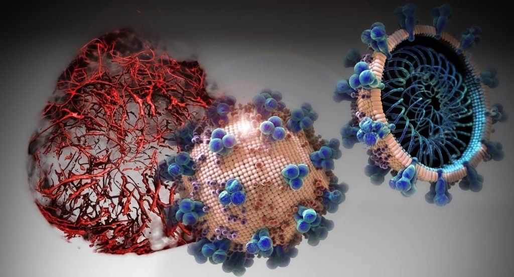 In cell cultures analyzed in the current study, hrsACE2 inhibited the coronavirus load by a factor of 1,000-5,000. @ IMBA/Tibor Kulcsar