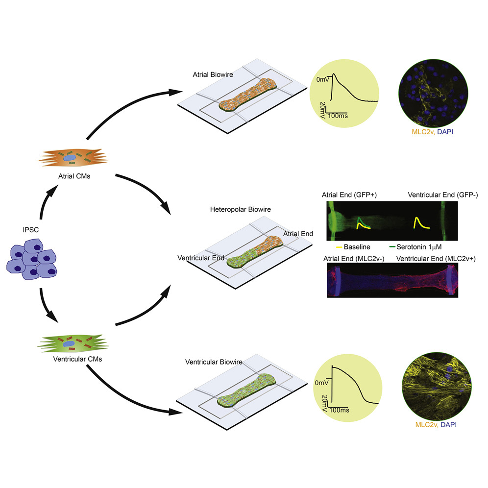 Graphical abstract of "A Platform for Generation of Chamber-Specific Cardiac Tissues and Disease Modeling" DOI: 10.1016/j.cell.2018.11.042 @ Cell