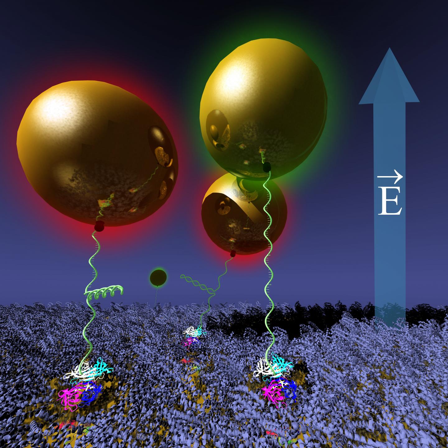 Gold nanoparticles tethered on a BSA-protein-protected gold surface via hairpin-DNA are moved reversibly using electric fields, while monitoring their position and DNA conformation optically via changes of its plasmon resonance (by color). @ Jussi Toppari