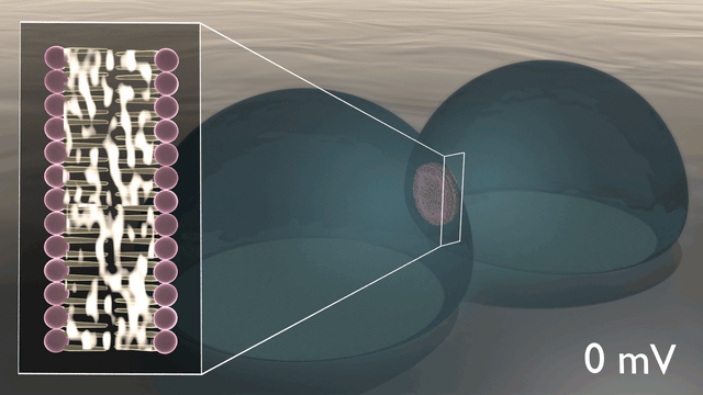 Researchers at ORNL's Center for Nanophase Materials Sciences demonstrated the first example of capacitance in a lipid-based biomimetic membrane, opening nondigital routes to advanced, brain-like computation. @ Michelle Lehman/ORNL