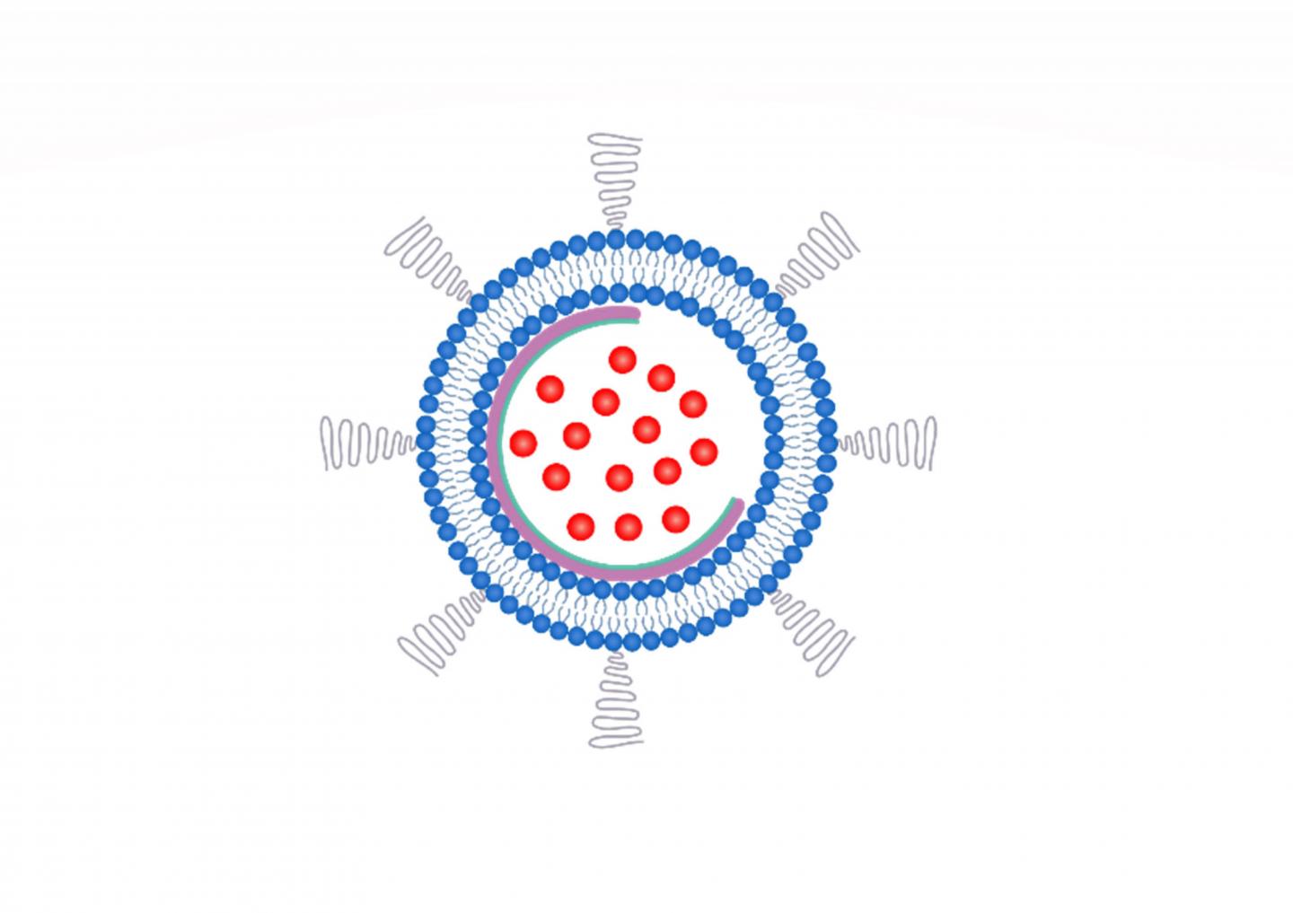 In this illustration, a nanobowl (purple semicircle) supports the structure of a liposome (blue membrane bilayer) to help keep a chemotherapy drug (red) from leaking out. @ Nano Letters 2020, DOI: 10.1021/acs.nanolett.0c00495
