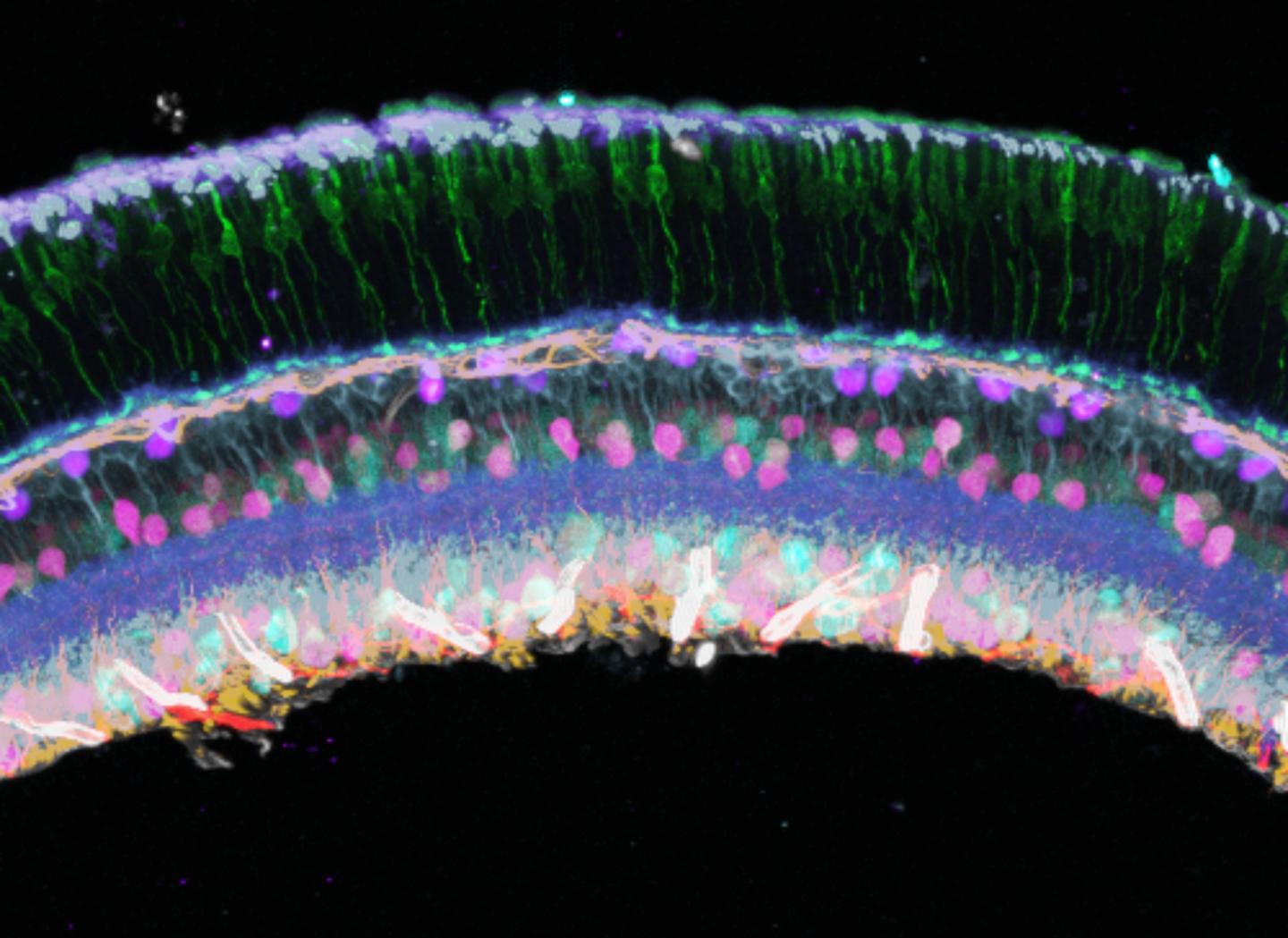 This image shows a cryosection of the mouse retina in which the researchers visualized 10 proteins at a time with Immuno-SABER's multiplexing abilities. @ Wyss Institute at Harvard University
