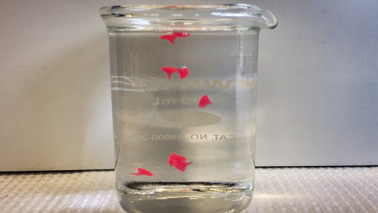 MIT chemical engineers have devised a way to convert liquid nanoemulsions into solid gels. These gels (red) form almost instantaneously when drops of the liquid emulsion enter warm water. @ Doyle Group researchers / MIT