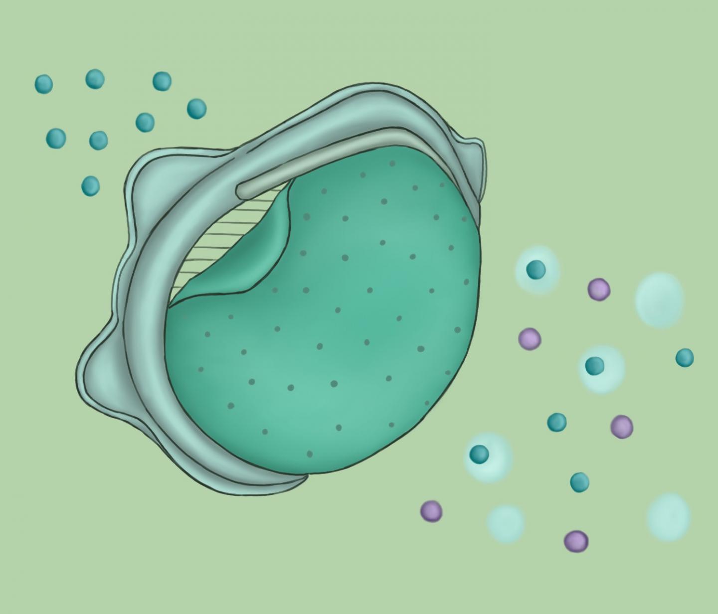 A replaceable nanoporous membrane, illustrated above, attached to an N95 mask filters out particles the size of SARS-CoV-2 (purple circles), allowing only clean air (blue circles) through. @ ACS Nano 2020, DOI: 10.1021/acsnano.0c03976