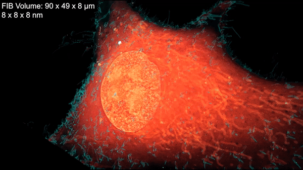 A new microscopy technique combines electron microscopy and light microscopy to generate detailed, three-dimensional images of cells like the one shown here. @ D. Hoffman et al./Science 2020