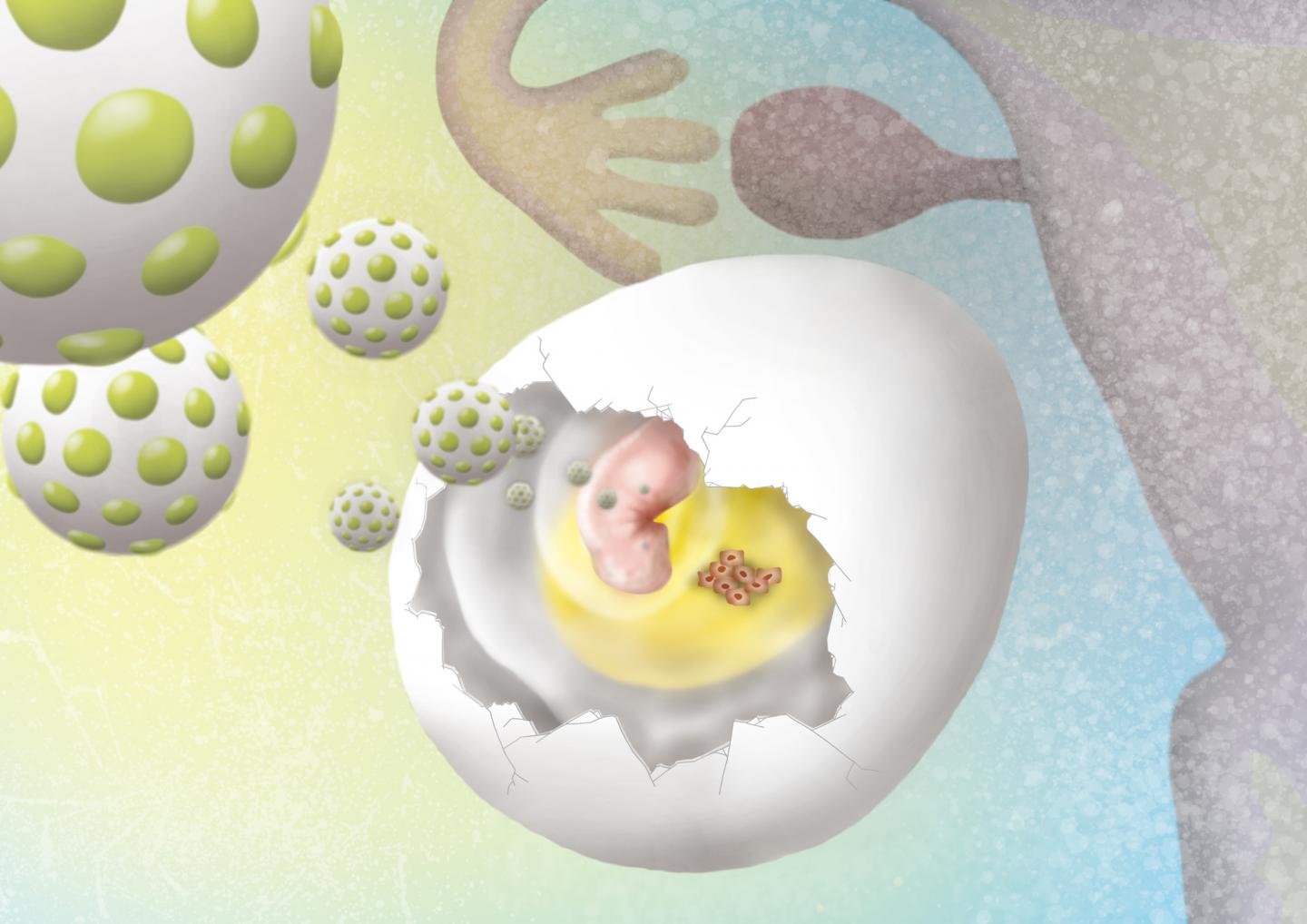 The team opened a small window in eggshells and implanted ovarian tumour cells on top of the vascular membrane surrounding 10-day-old chicken embryos. @ Izumi Mindy Takamiya