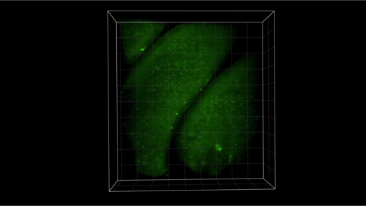 3D volumetric rendering of SCAPE data acquired from the 10 olfactory epithelium at the resting level without odor stimulus showing a 1600μm×1200μm×350μm field of view. @ Wenze Li and Lu Xu/Hillman and Firestein labs/Columbia University's Zuckerman Institute and Columbia University