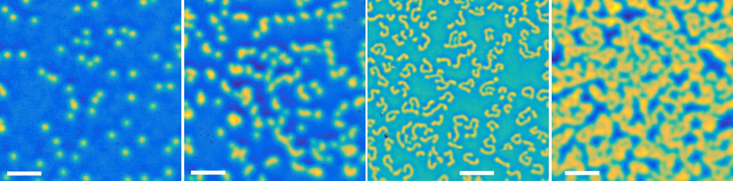 Magnetic measurement images showing how the number of skyrmions in a nanomaterial varies with magnetic field strength. These results were used to prove the influence of skyrmions on the Hall resistivity, a phenomenon called the Topological Hall Effect. @ M Raju