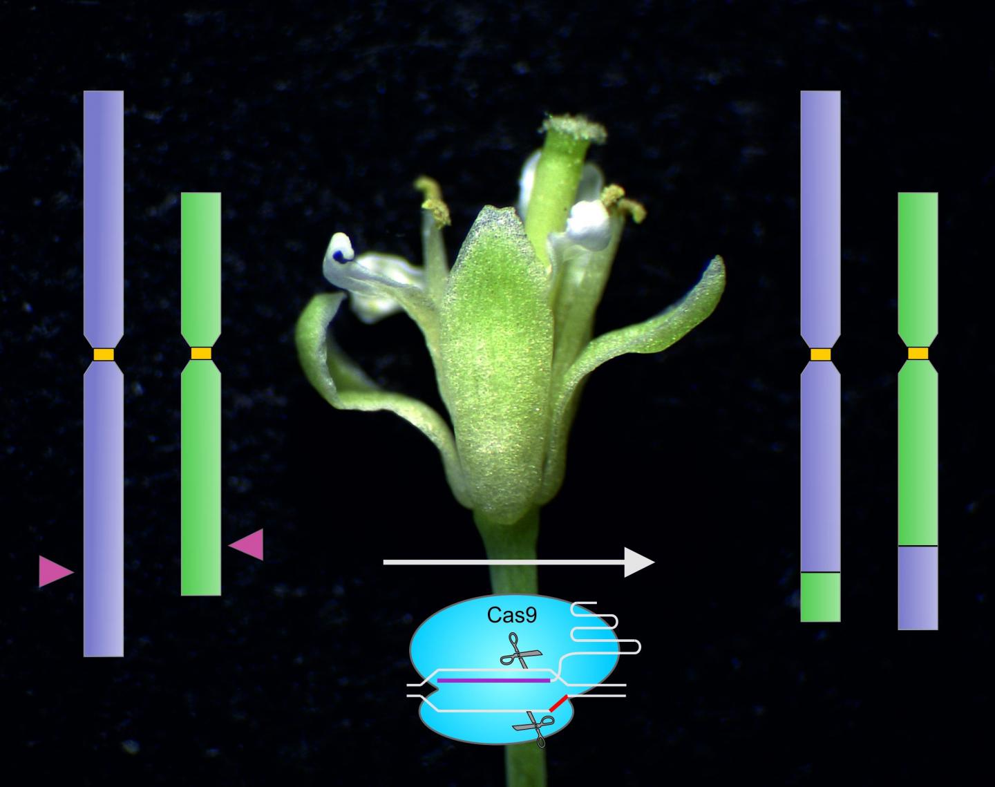 For the first time, chromosomes of the thale cress model plant were recombined with the help of the Cas9 protein.@ Angelina Schindele, KIT