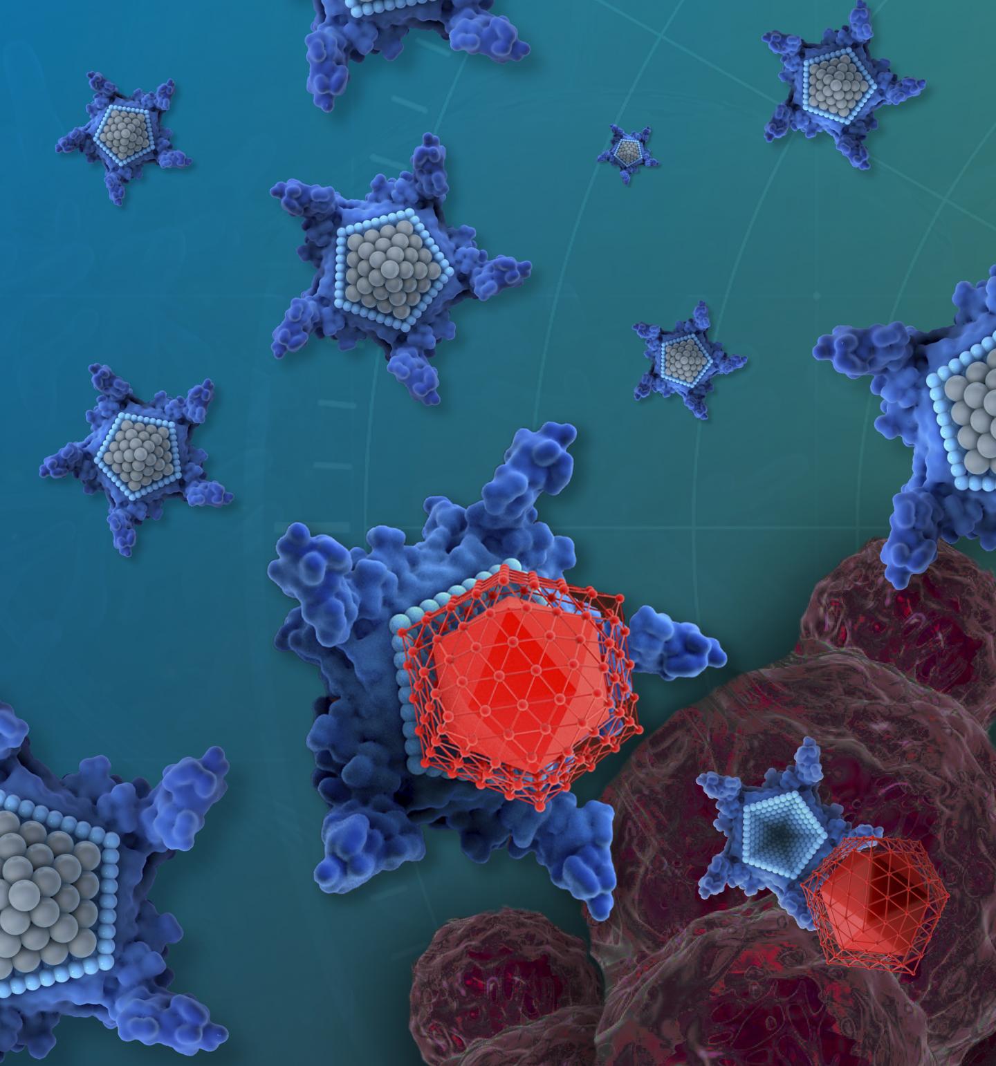 The drug candidate, called OxaliTEX, is made of two parts: a star-shaped molecule (blue) called texaphyrin that acts like a kind of delivery truck and a modified version of a platinum drug (red) that acts like a toxic package for cancer cells. @ iQ Group Global