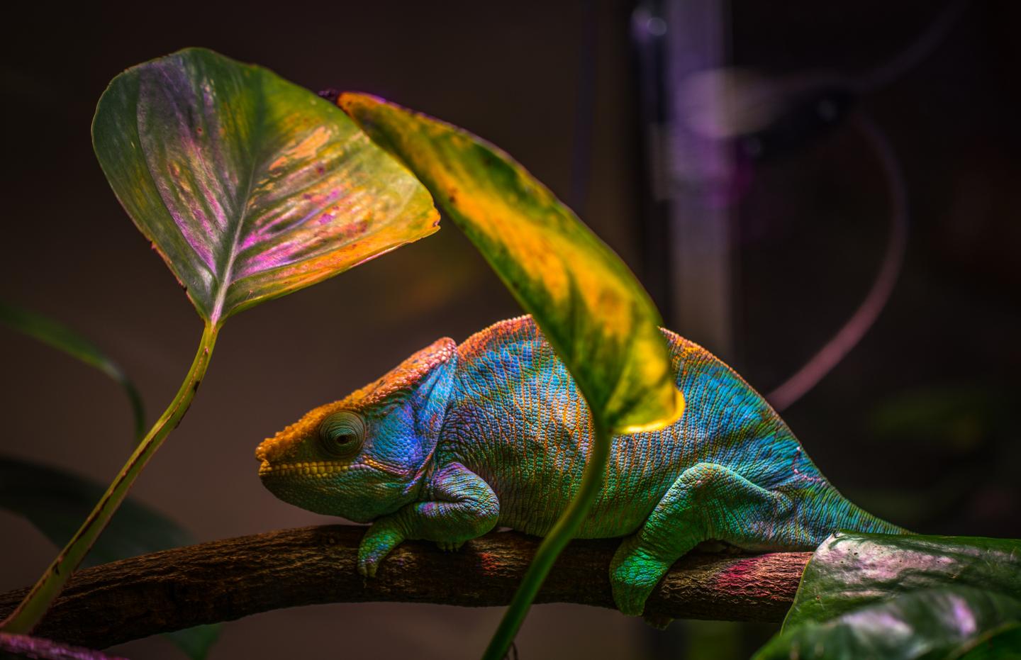 Novel nanolaser leverages the same color-changing mechanism that a chameleon uses to camouflage its skin. @ Egor Kamelev