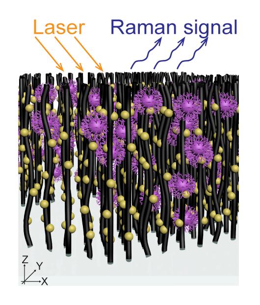 This is an array of nanotubes decorated with gold nanoparticles captures virus molecules. @ Terrones Lab/Penn State