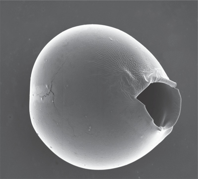 The microcapsules burst at the thinnest part of the shell, leaving an opening tens of microns in size that allows most biomolecules and drugs to be released. @ Wyss Institute at Harvard University