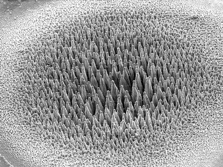 The needle-shaped surface structure of black silicon where needles are made of single-crystal silicon. The nanomaterial is absolutely chemically inert, non-invasive, and could support a strong and non-distorted signal @ FEFU press office