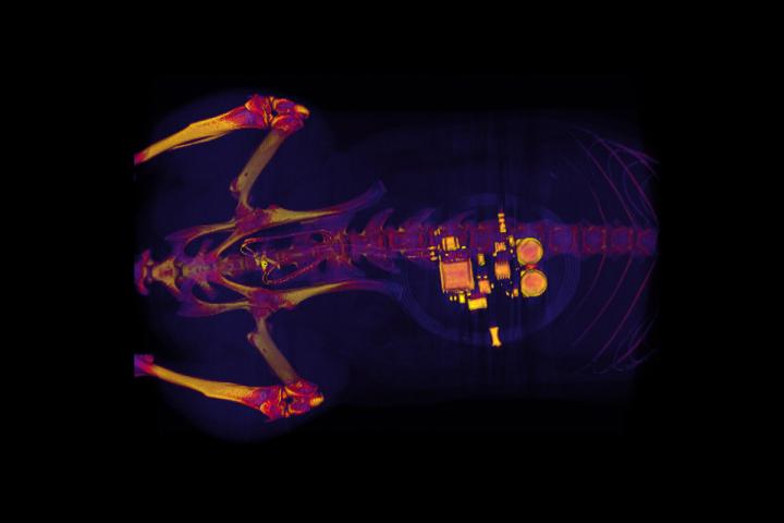 This CT scan of a rat shows a small device implanted around the bladder. The device -- developed by scientists at Washington University School of Medicine in St. Louis, the University of Illinois and Northwestern University -- uses light signals from tiny LEDs to activate nerve cells in the bladder and control problems such as incontinence and overactive bladder. @ GEREAU LAB, Washington University