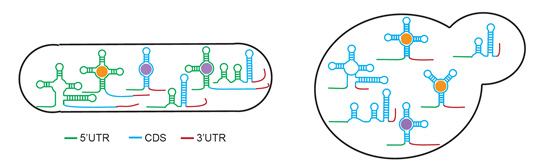 Known and new RNA sensors are found in bacteria and fungi, expanding our understanding of RNA-based gene regulation @ A*STAR’s Genome Institute of Singapore