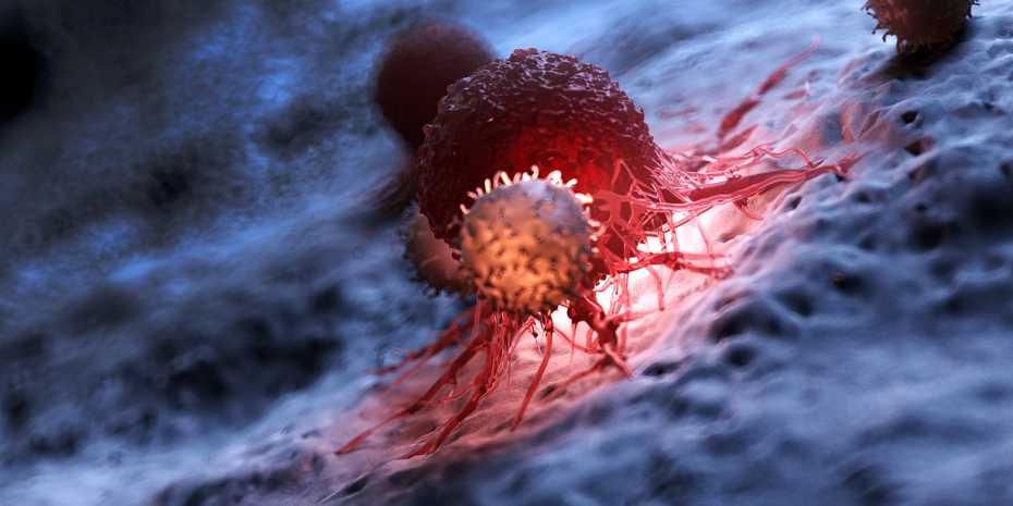 Cancer immunotherapy enables T cells (front) to attack and eliminate tumour cells (dark red). @ Shutterstock