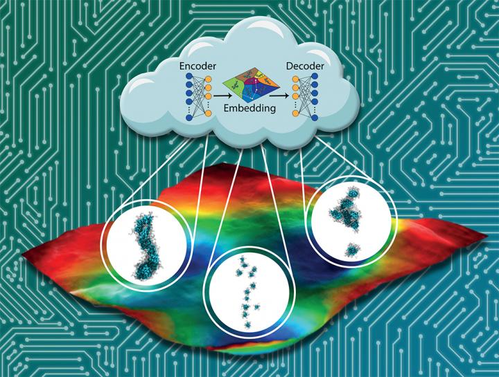 Machine learning tools developed by Assoc. Prof. Andrew Ferguson and his collaborators are able to screen self-assembling peptides to find the best candidates for electronic, biocompatible materials. @ Kirill Shmilovich et al.