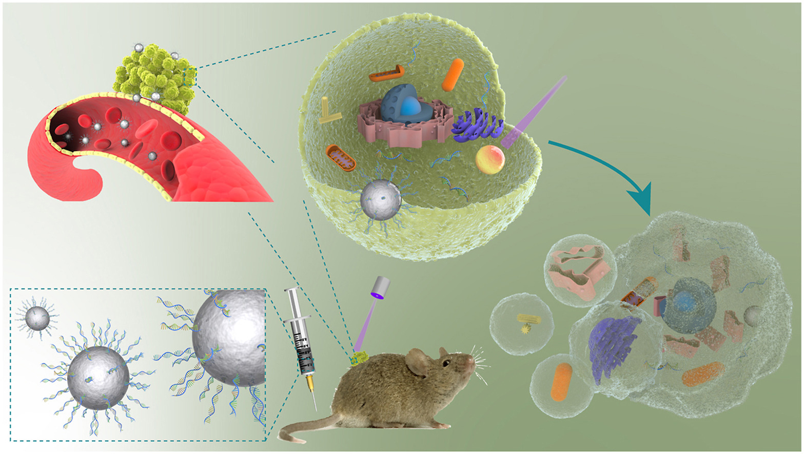 Graphical abstract of "Photocontrolled miR-148b nanoparticles cause apoptosis, inflammation and regression of Ras induced epidermal squamous cell carcinomas in mice" in Biomaterials. @ DOI: 10.1016/j.biomaterials.2020.120212