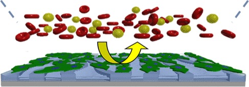 A new class of expanded polytetrafluoroethylene (ePTFE) vascular grafts that prevent blood coagulation and concurrently promote endothelial cell adhesion @ ACS Biomaterials Science & Engineering